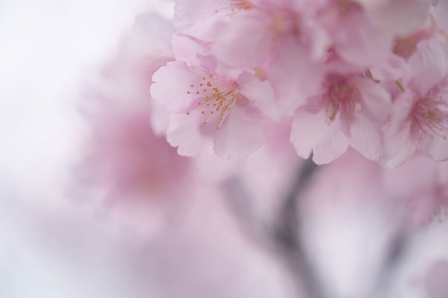 鏡神社の河津桜