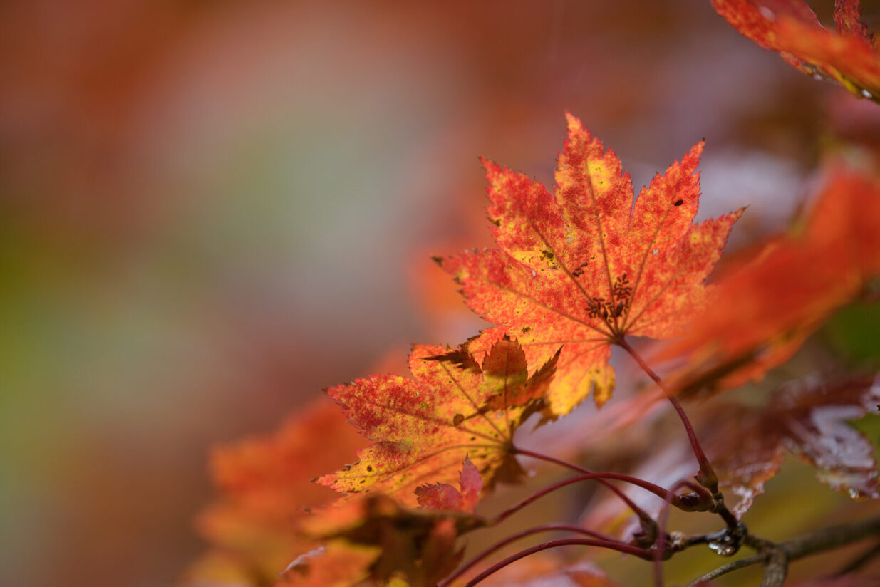 【写真家・長瀬正太の視線Vol.8▶︎】
秋色を探しにでかけませんか？