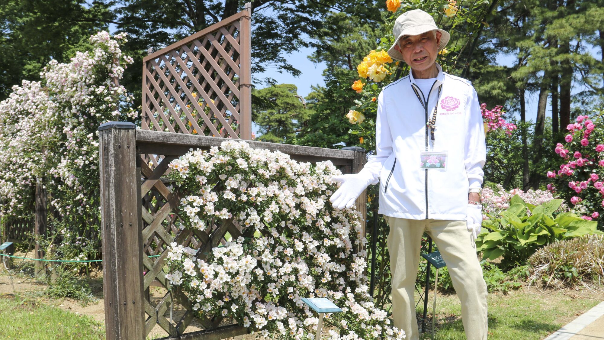 貴方を薔薇に会わせたい－▷6】 ボランティアのばらガイドさん(N