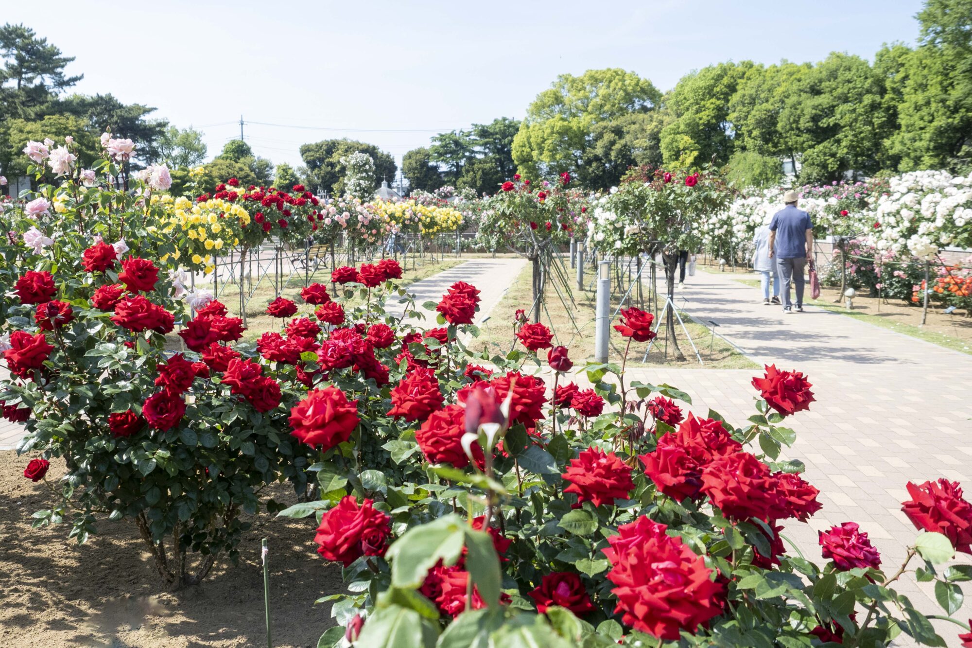 世界のバラ 7000株が競演 前橋・ばら園まつり始まる(N)｜前橋発