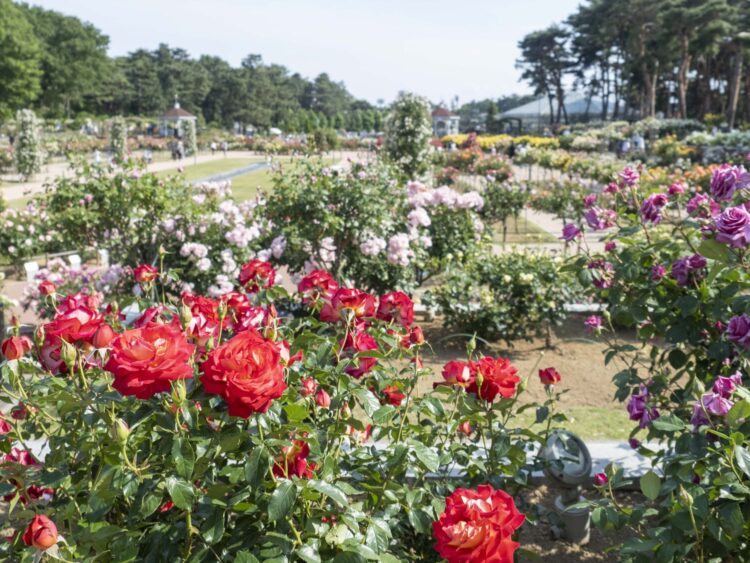【貴方を薔薇に会わせたい－▶５】
  春しか咲かない一季咲き