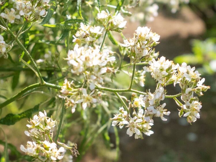 【貴方を薔薇に会わせたい－▶２】
「しょうのすけ」というバラ