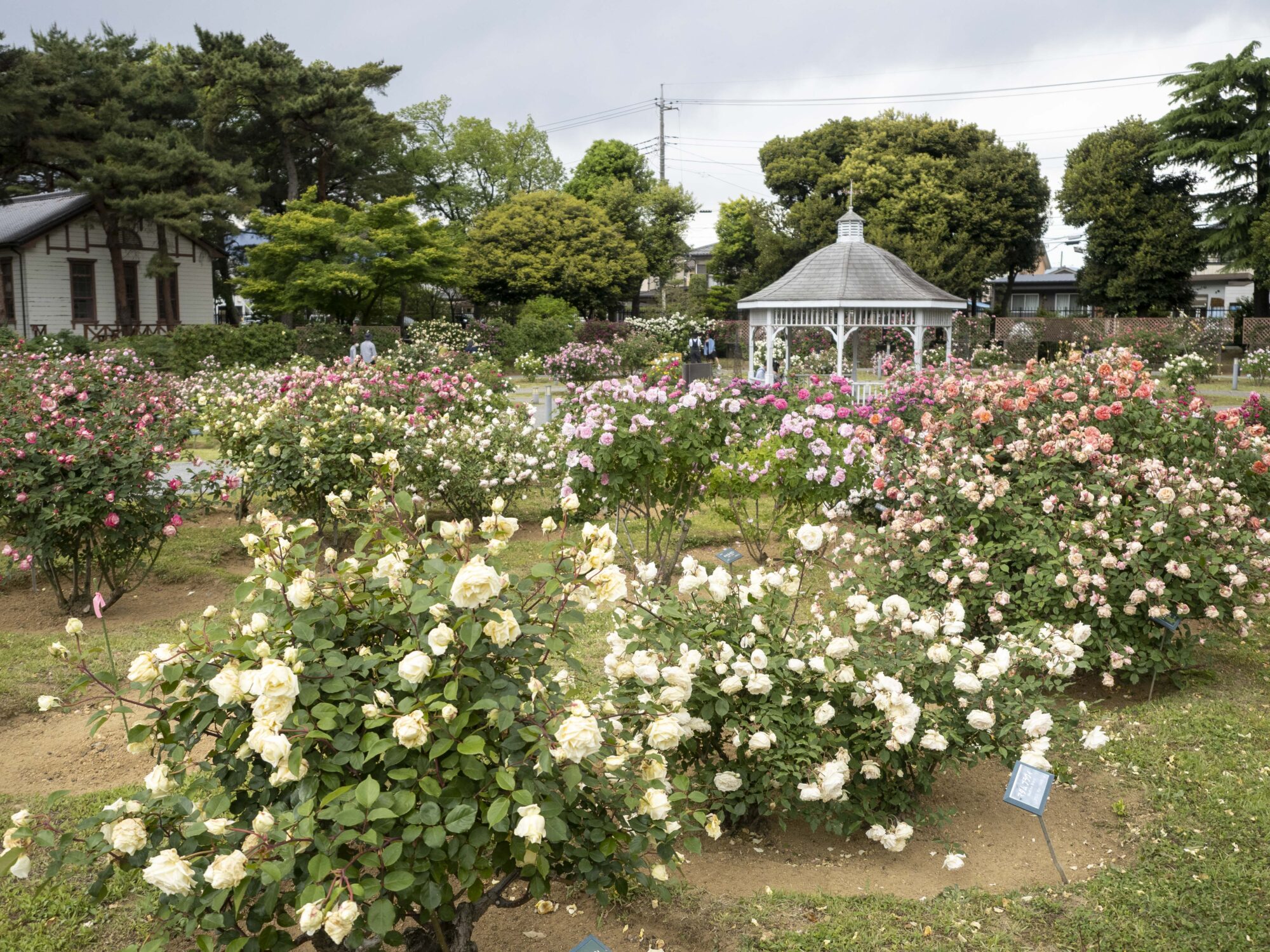 貴方を薔薇に会わせたい－▷１】 日本はバラの自生地だった(N)｜前橋発