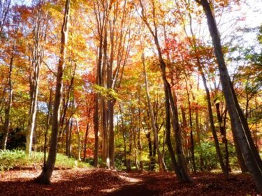 【癒しの森にようこそ－赤城自然園だより▶３ 】
秋色の赤城自然園