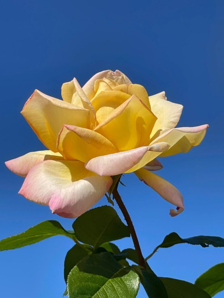 貴方を薔薇に会わせたい・秋▷3】特別な力のあるバラ (N)｜前橋発