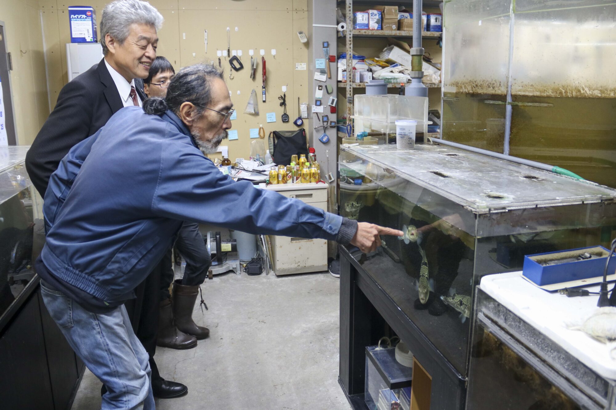 フグは前橋に限る 環境技術研究所が養殖成功｜前橋発、新しい風 「めぶ