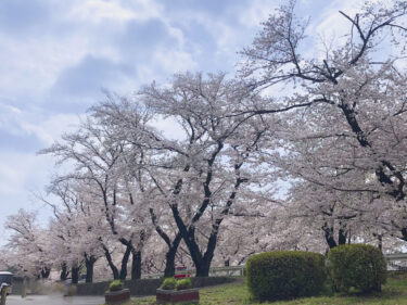 春爛漫「敷島公園桜祭り」　
30、31日にキッチンカーやアコーディオン演奏　