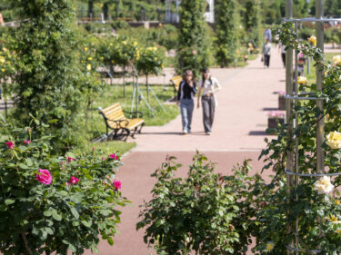 世界のバラ、前橋のバラが競演
ばら園まつりは５月11日から
