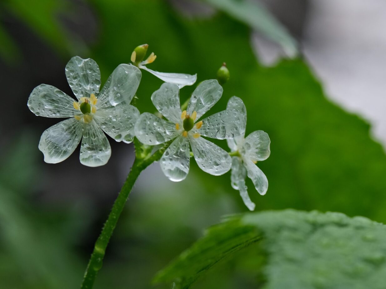 雨に濡れ透明になる花 谷川岳で見られる珍現象(K)｜前橋発、新しい風 