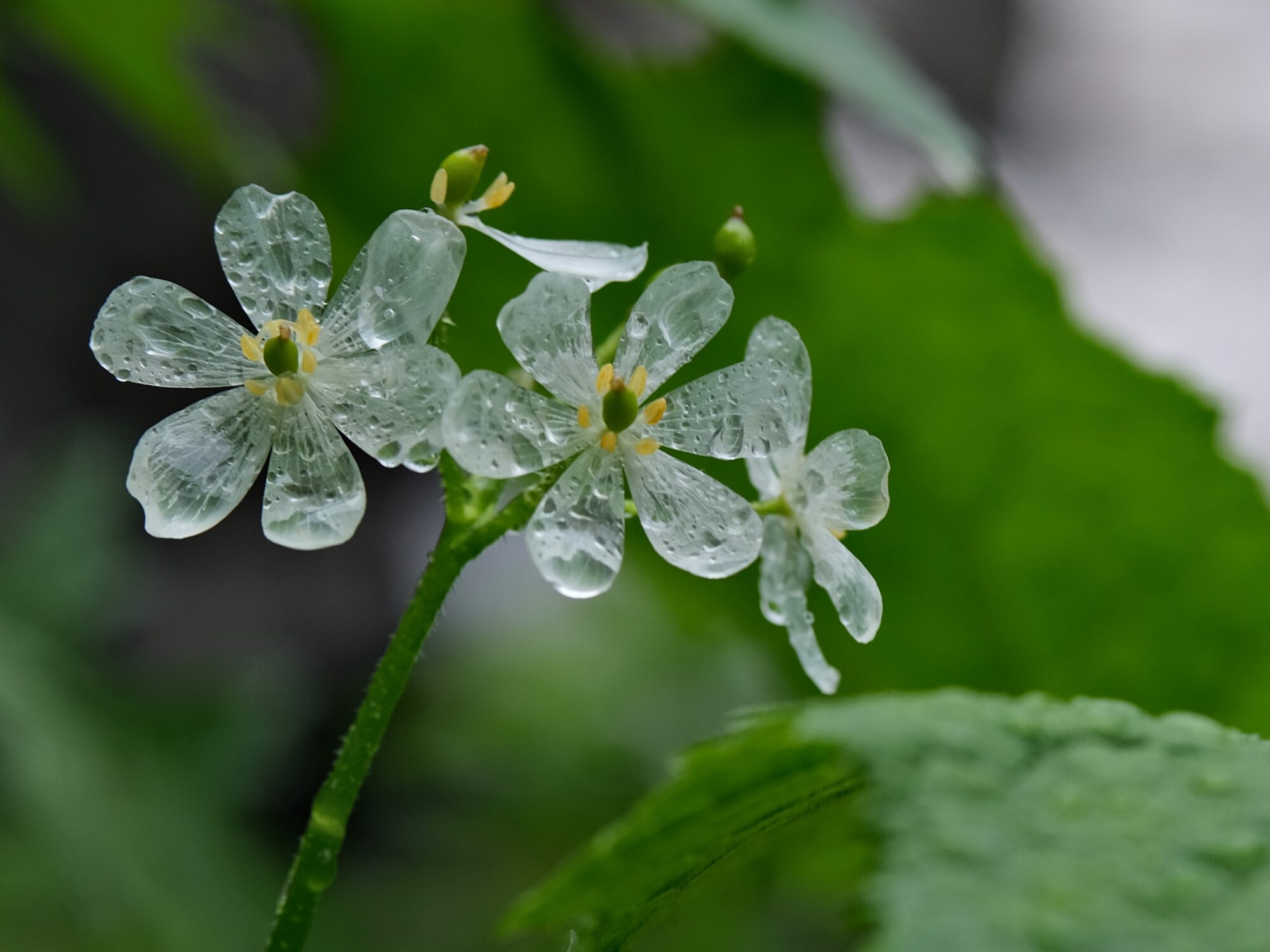 雨に濡れ透明になる花 谷川岳で見られる珍現象(K)｜前橋発、新しい風 