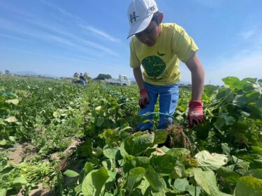 前橋市役所でマルシェ
７月31日に野菜や加工品販売
