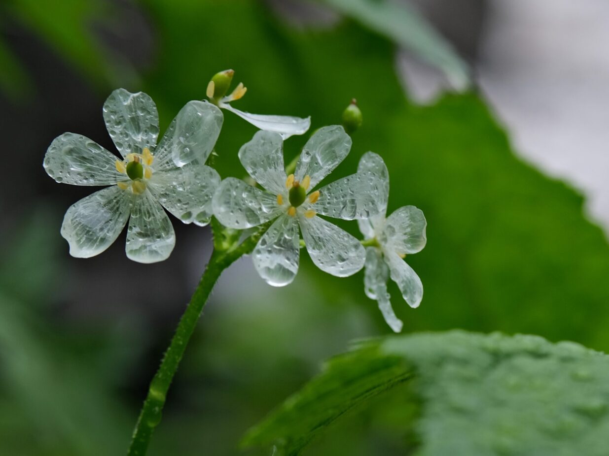 雨に濡れ透明になる花
谷川岳で見られる珍現象
