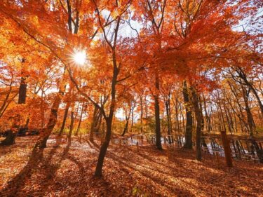 【癒しの森にようこそ－赤城自然園だより▶15】
赤城自然園の秋を満喫