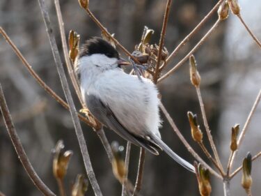 【癒しの森にようこそ－赤城自然園だより▶16】
人気プログラム「大人の野鳥観察会」