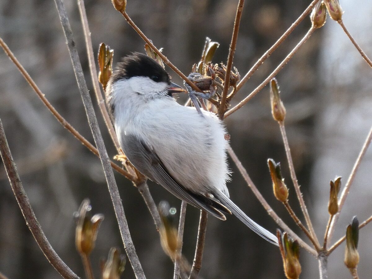 【癒しの森にようこそ－赤城自然園だより▶16】
人気プログラム「大人の野鳥観察会」