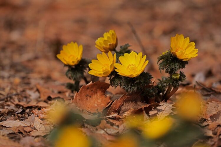 信州産 アルストメリア・藤袴・銀貨草・黄色の小花 joy様のご確認用