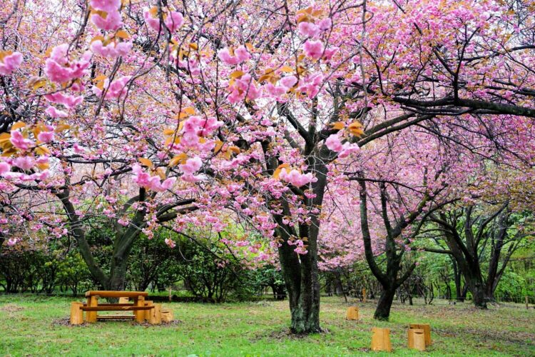 癒しの森にようこそ－赤城自然園だより▷20】隠れたサクラの名所｜前橋