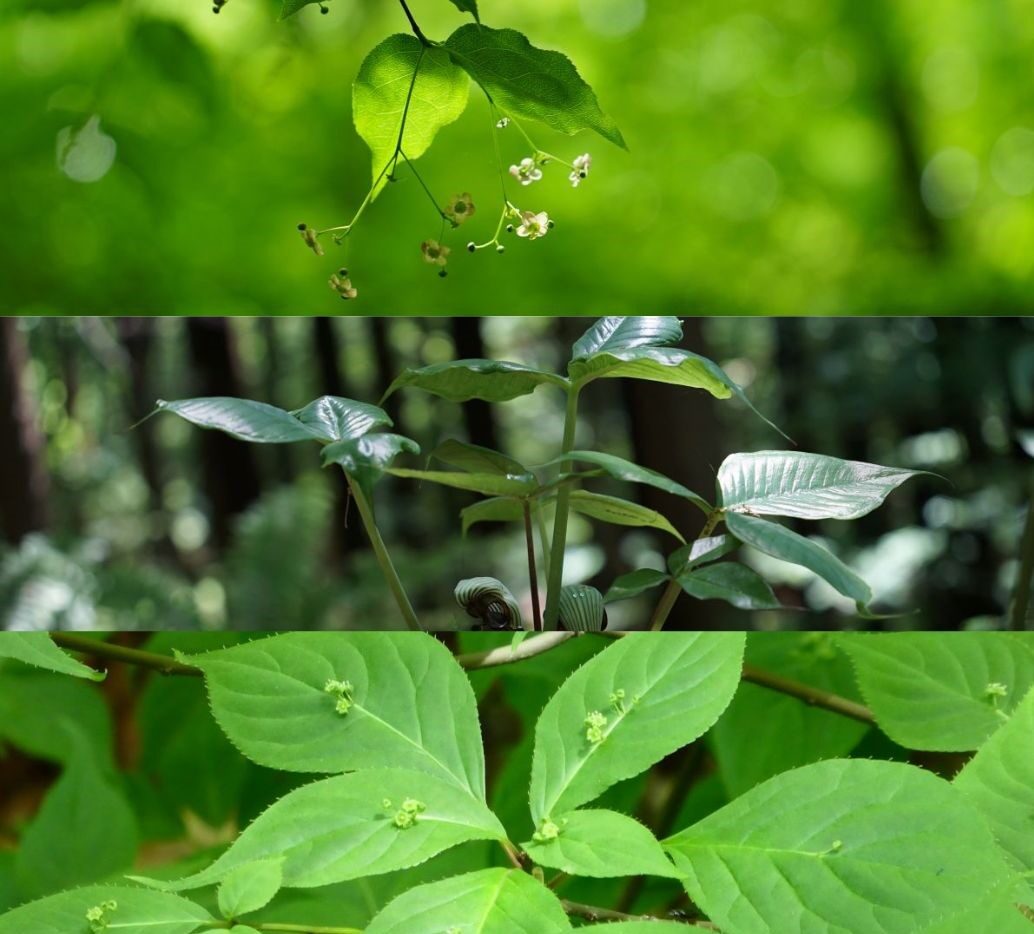 【癒しの森にようこそ－赤城自然園だより▶21】
新緑の赤城自然園で新発見