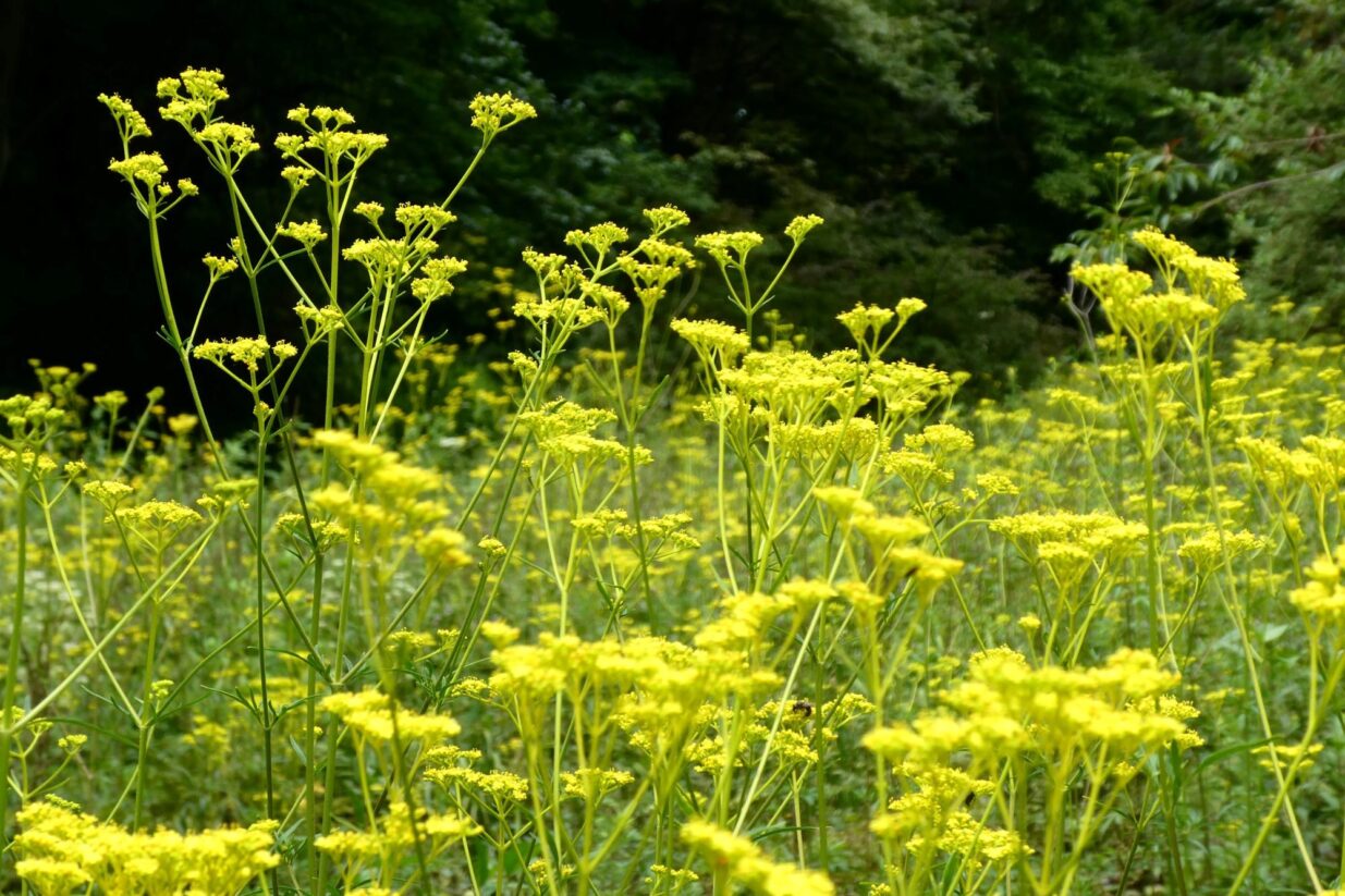 【癒しの森にようこそ－赤城自然園だより▶24】
秋をさがして…