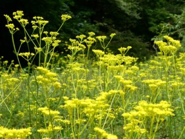 【癒しの森にようこそ－赤城自然園だより▶24】
秋をさがして…