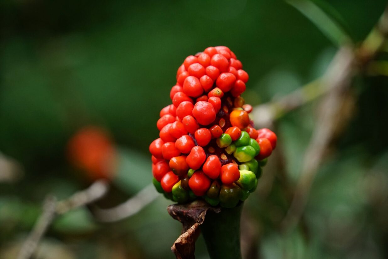 【癒しの森にようこそ－赤城自然園だより▶25】
赤城自然園の実りの秋