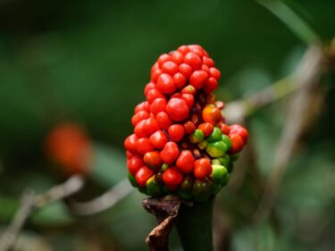 【癒しの森にようこそ－赤城自然園だより▶25】
赤城自然園の実りの秋