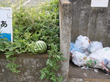 前橋の「ど根性スイカ」
マンションの植え込みで発見
