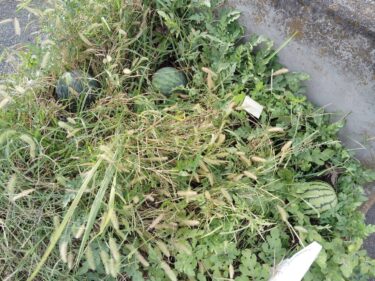 「ど根性スイカ」は３兄弟
前橋のマンションの植え込み
