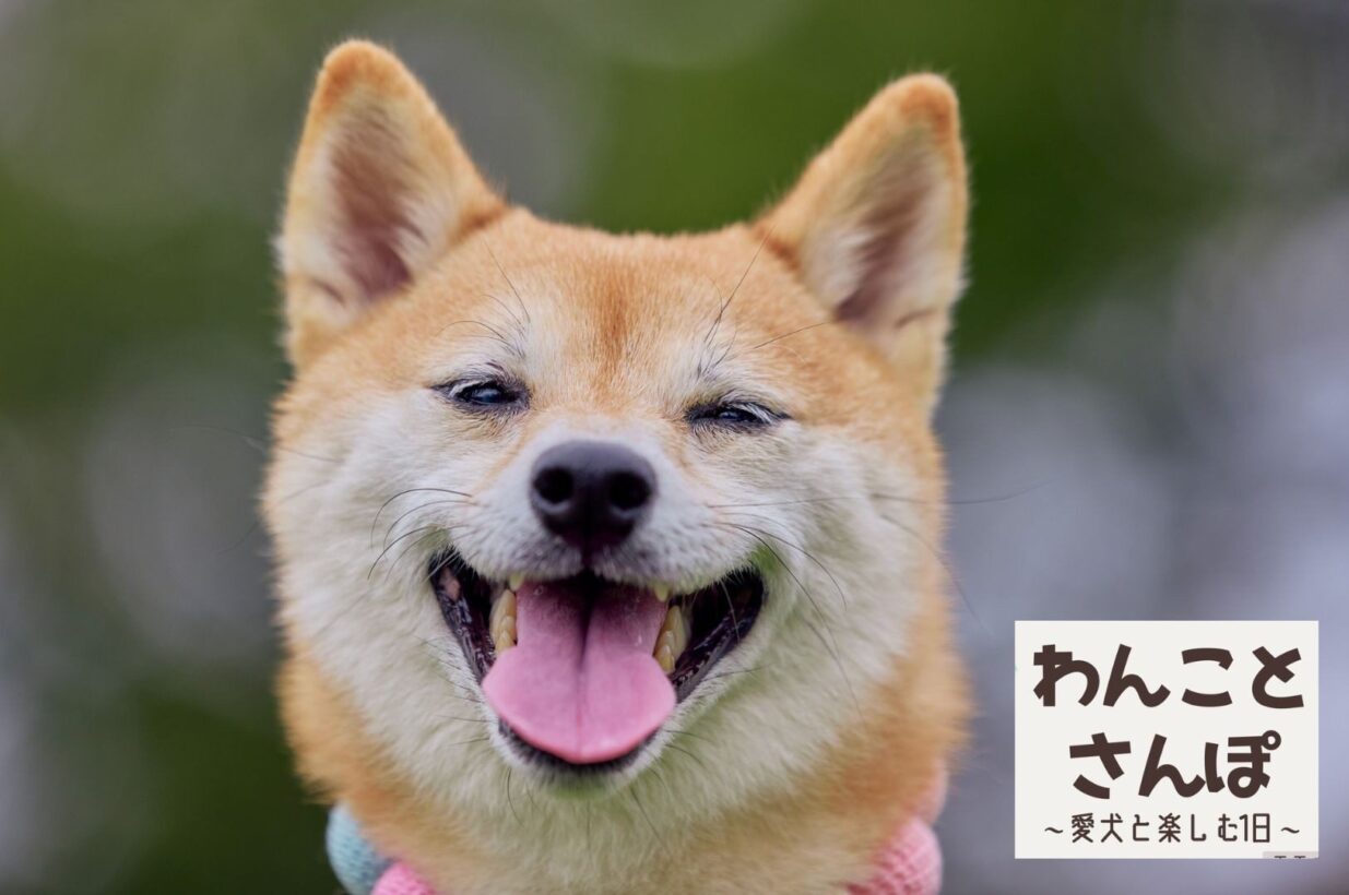 「わんことさんぽ」敷島公園で初開催  
しつけ相談や音楽会、秋空の下で