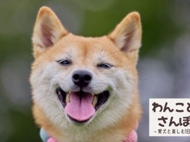 「わんことさんぽ」敷島公園で初開催  
しつけ相談や音楽会、秋空の下で