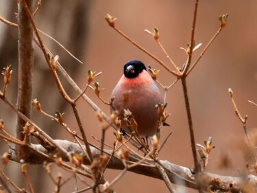 【癒しの森にようこそ－赤城自然園だより▶28】
名前が気になる野鳥～ウソとその仲間たち～
