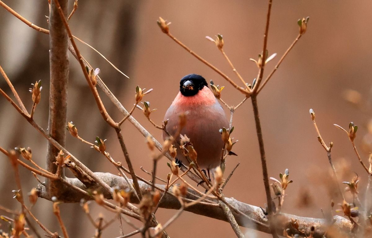【癒しの森にようこそ－赤城自然園だより▶28】
名前が気になる野鳥～ウソとその仲間たち～