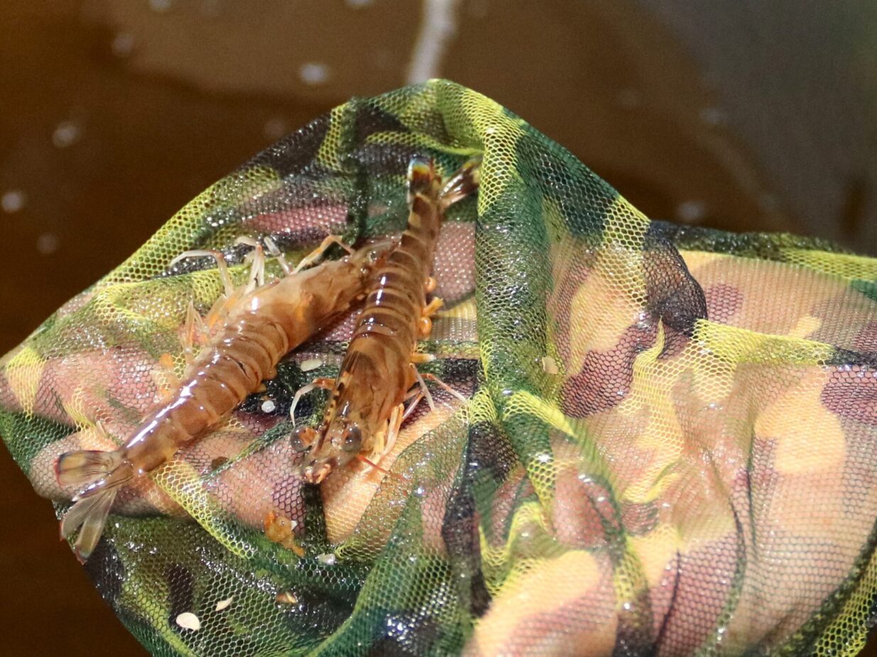 前橋育ちの車海老です
内陸養殖成功、年末から出荷
