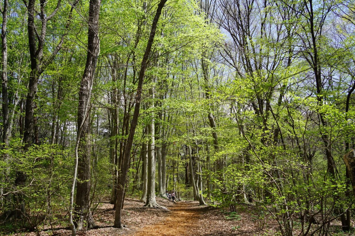 【癒しの森にようこそ－赤城自然園だより▶29】
私のお気に入りの場所