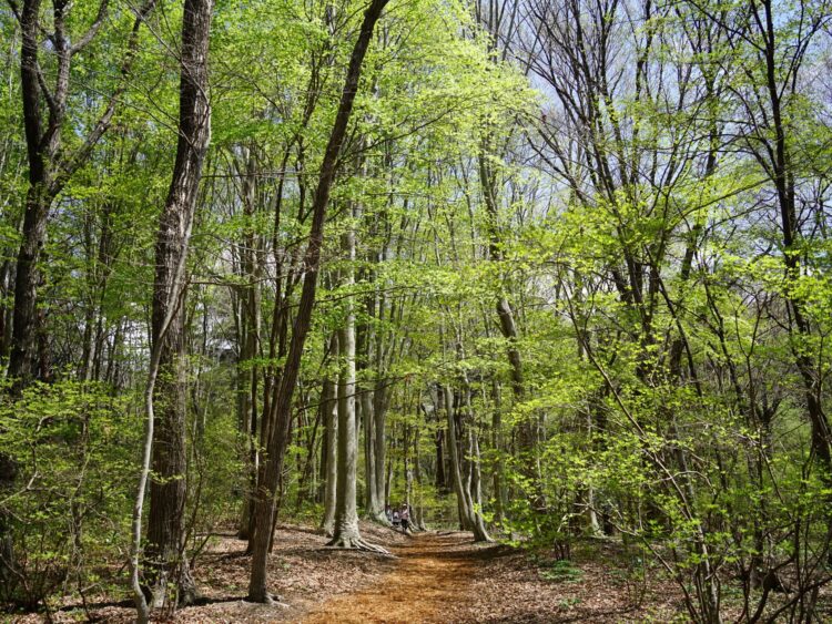 【癒しの森にようこそ－赤城自然園だより▶29】
私のお気に入りの場所