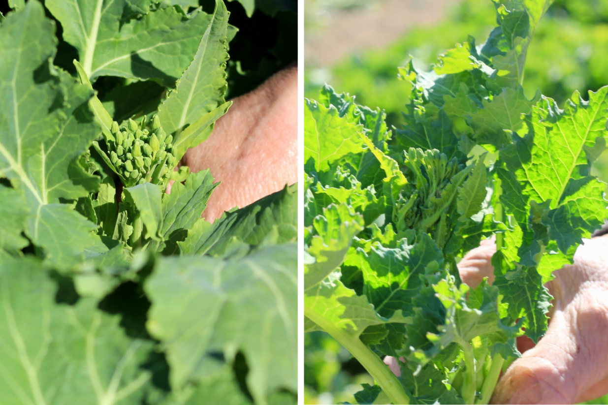 今が旬、食べて伝えよう
前橋の伝統野菜　田口菜と宮内菜