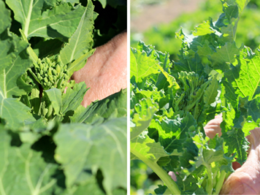 今が旬、食べて伝えよう
前橋の伝統野菜　田口菜と宮内菜