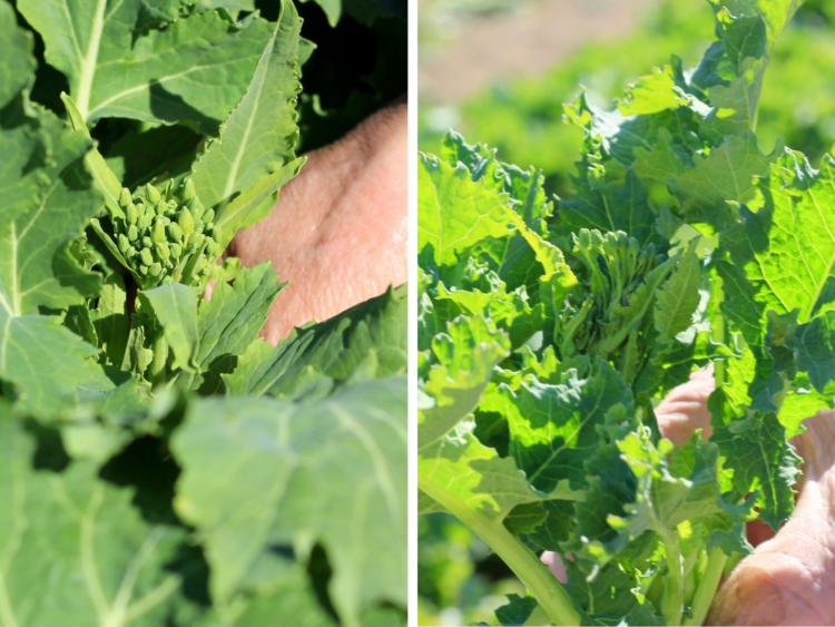 今が旬、食べて伝えよう
前橋の伝統野菜　田口菜と宮内菜
