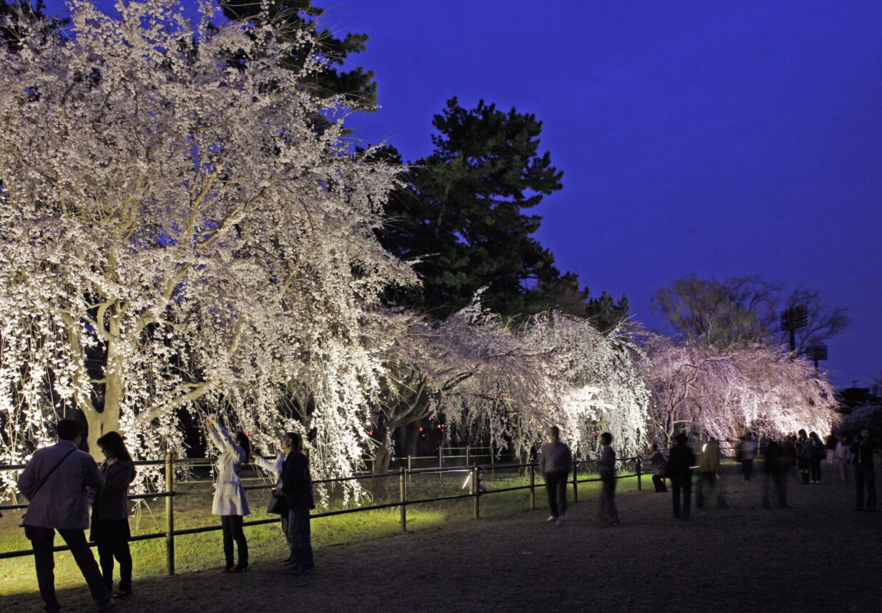 前橋の夜桜きらめく
4カ所でライトアップ