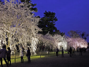 前橋の夜桜きらめく
4カ所でライトアップ