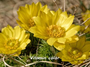 【癒しの森にようこそ－赤城自然園だより▶30】
ビタミンカラーを探して