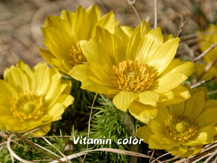 【癒しの森にようこそ－赤城自然園だより▶30】
ビタミンカラーを探して