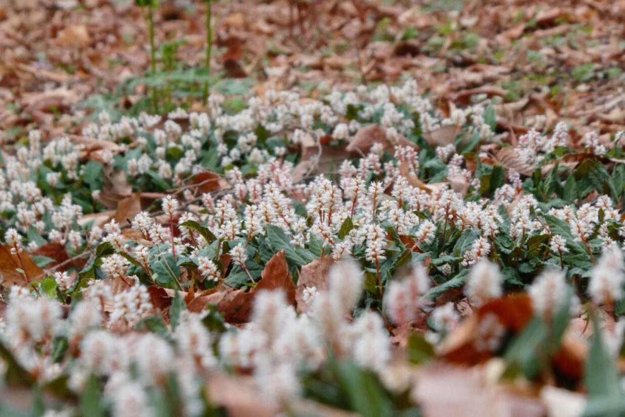 【癒しの森にようこそ－赤城自然園だより▶31】
しゃがんで見つける春