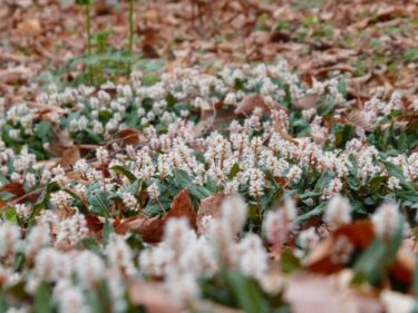 【癒しの森にようこそ－赤城自然園だより▶31】
しゃがんで見つける春