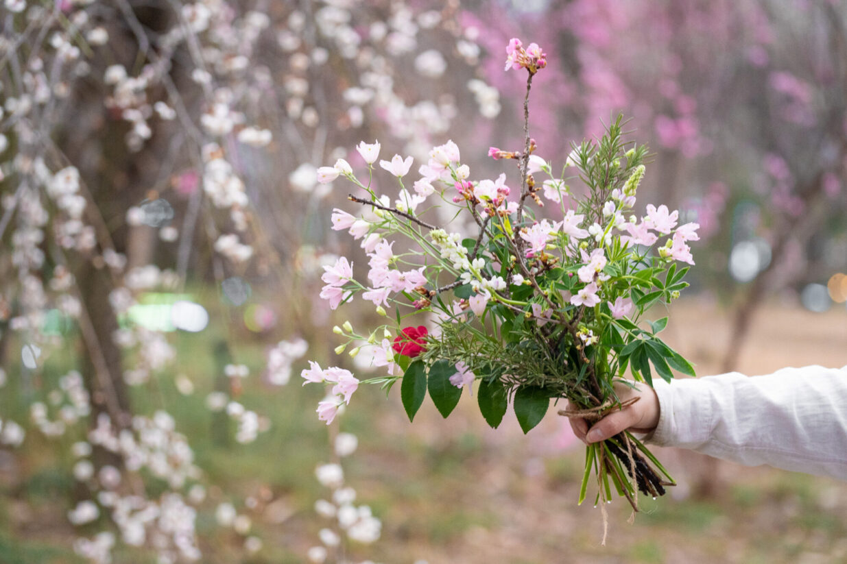 桜を愛で、味わい、作る
ぐんまフラワーパーク＋で「サクラウィーク」