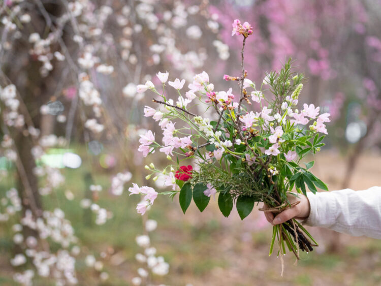 桜を愛で、味わい、作る
ぐんまフラワーパーク＋で「サクラウィーク」