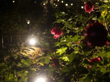 世界のバラ 夜はライトアップ
９日から「春のばら園まつり」