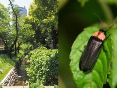 前橋公園にホタル舞う
16、17日にまつり