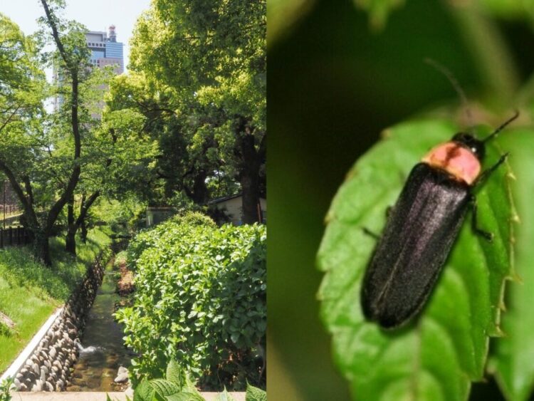 前橋公園にホタル舞う
16、17日にまつり