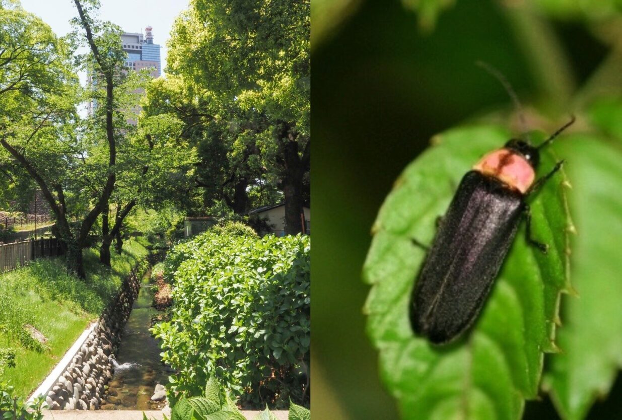 前橋公園にホタル舞う
16、17日にまつり
